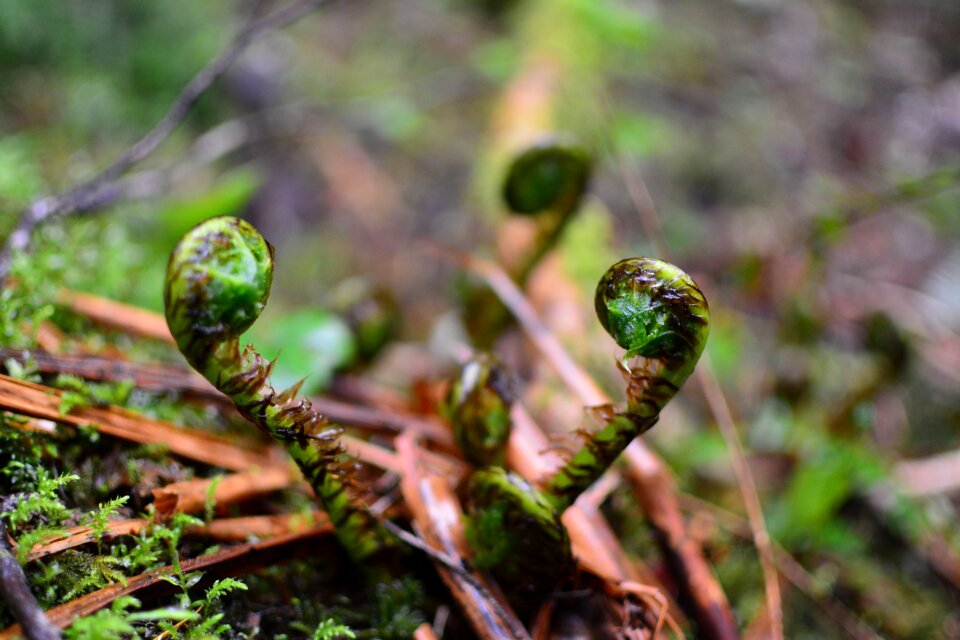 Macro forest curled