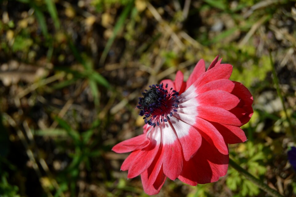 White red flower petals