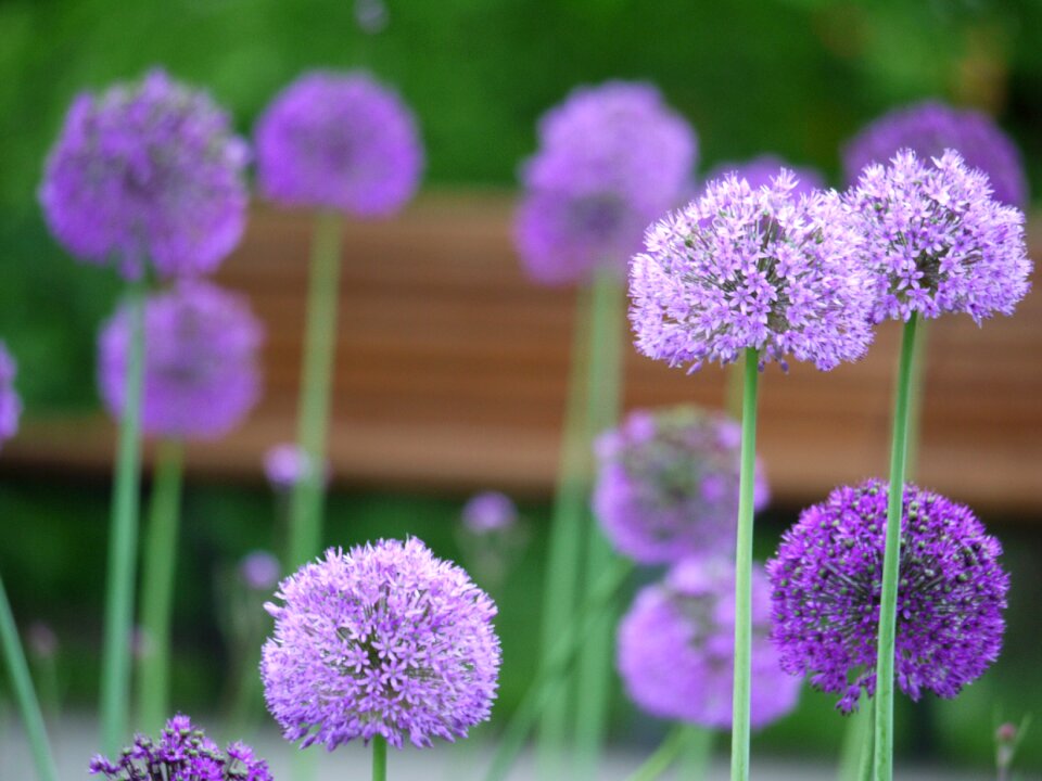 Allium giganteum ball round