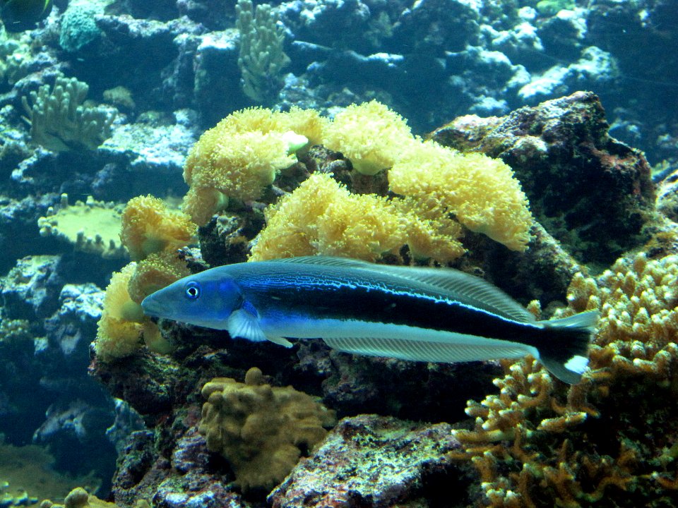 Malacanthus latovittatus (Blue Blanquillo), Burgers zoo, Arnhem, the Netherlands