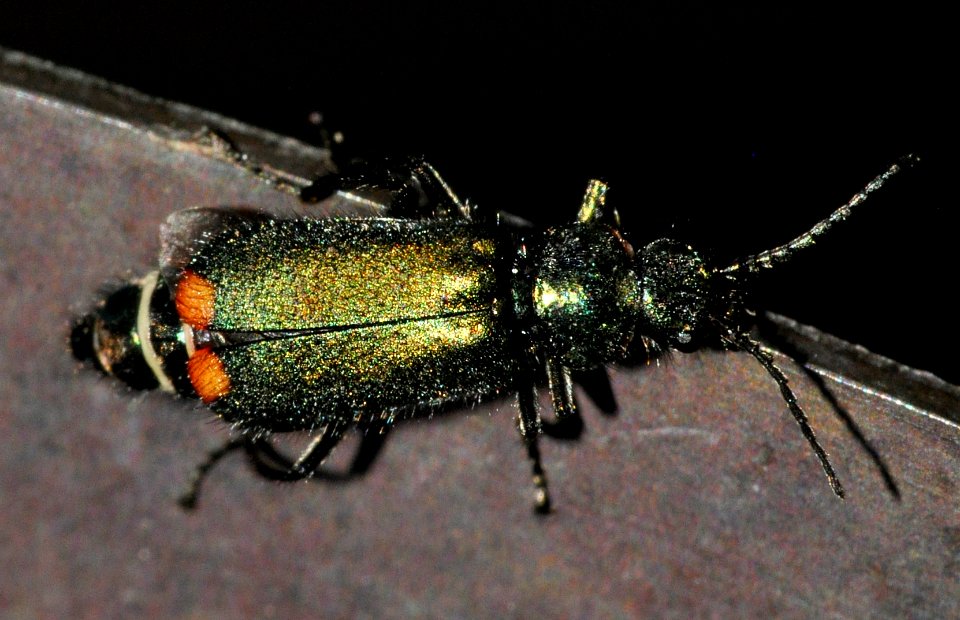 Malachius-bipustulatus-03-fws