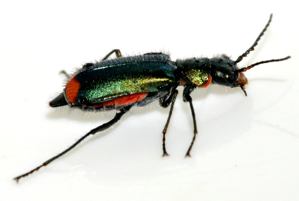 Malachius-bipustulatus-13-fws