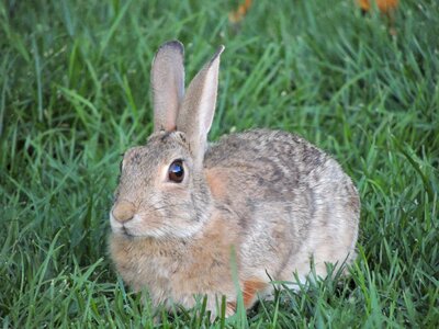 Green brown animal photo