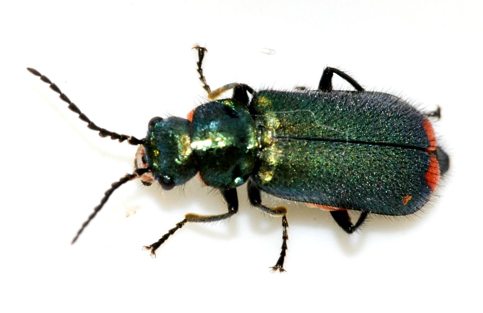 Malachius-bipustulatus-08-fws