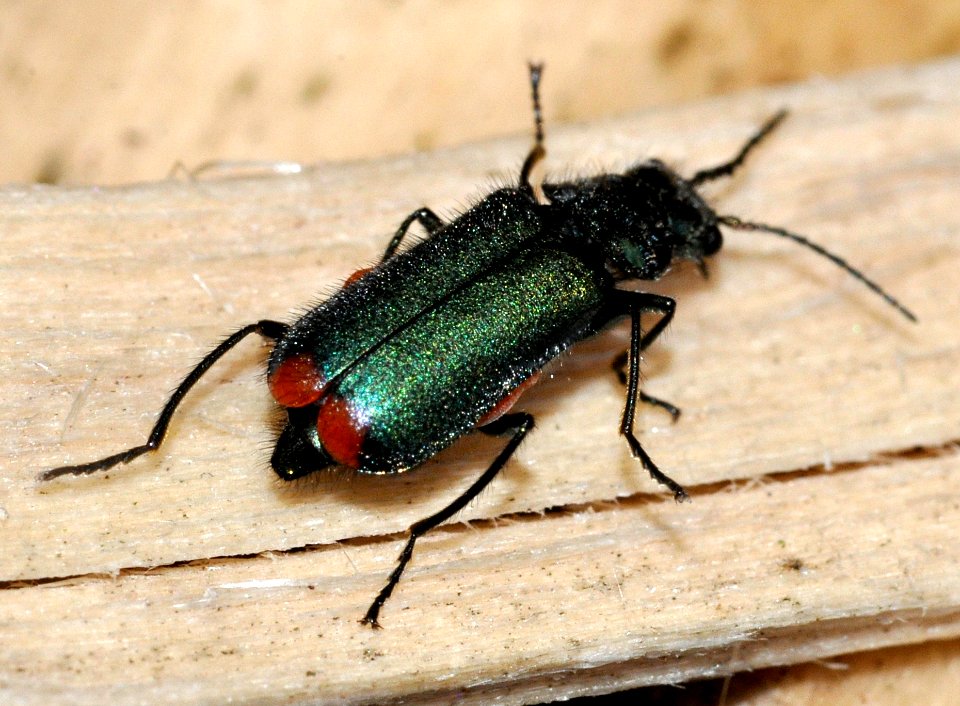 Malachius-bipustulatus-06-fws