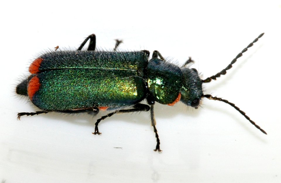 Malachius-bipustulatus-04-fws