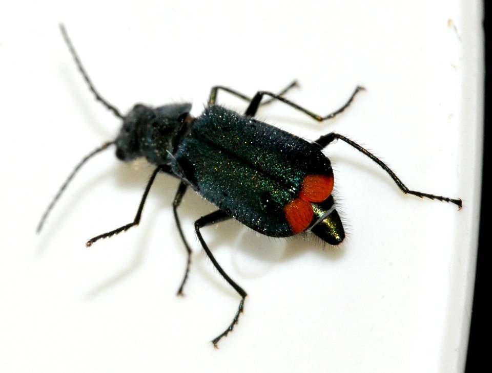 Malachius-bipustulatus-12-fws