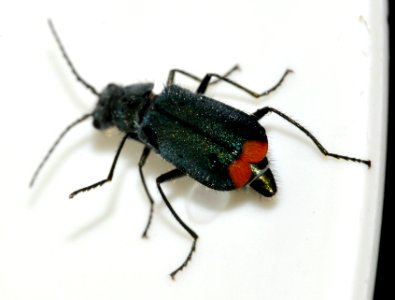 Malachius-bipustulatus-12-fws