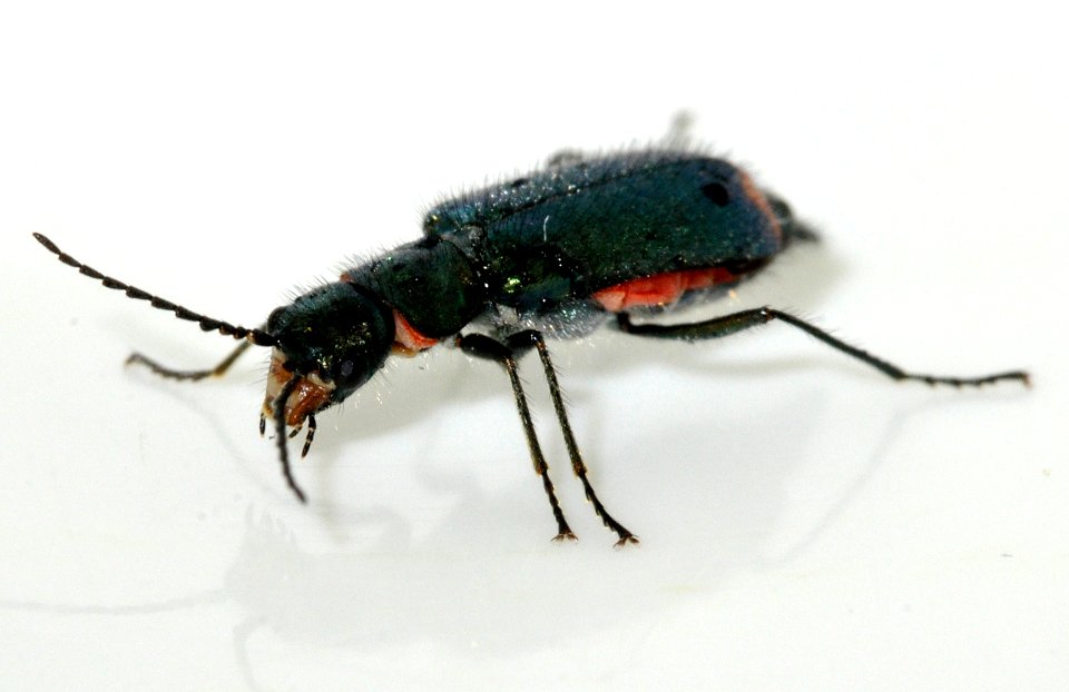 Malachius-bipustulatus-15-fws