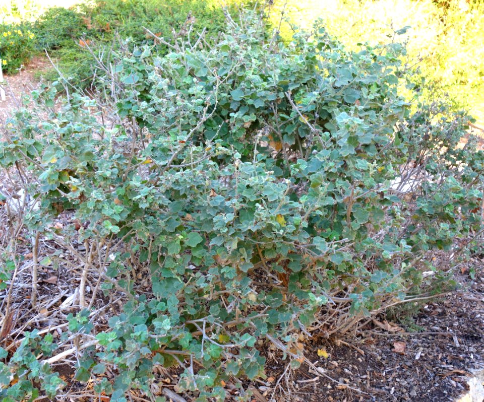 Malacothamnus clementinus - San Luis Obispo Botanical Garden - DSC06044