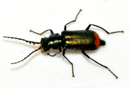 Malachius-bipustulatus-17-fws