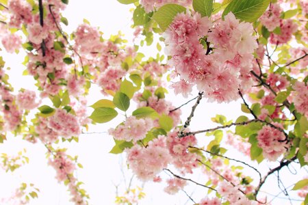 Cherry blossoms close-up color photo