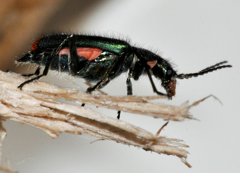 Malachius-bipustulatus-10-fws