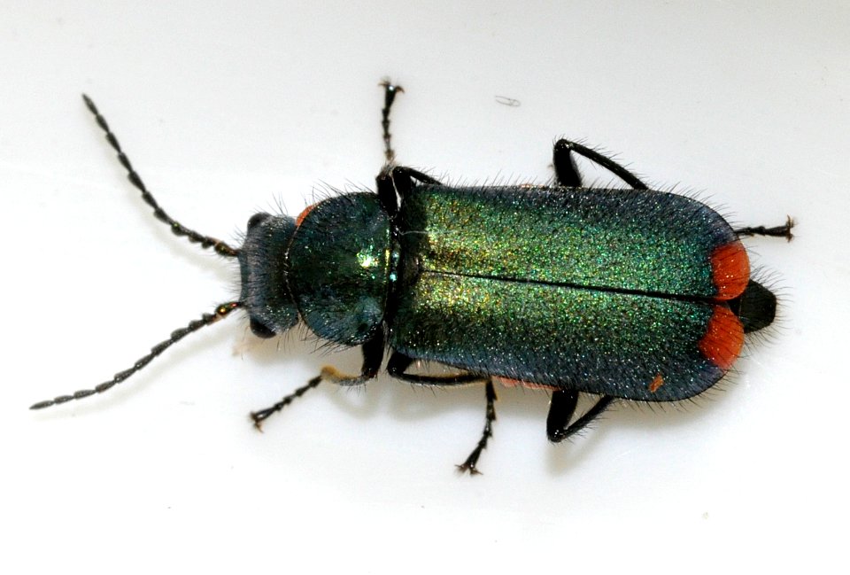 Malachius-bipustulatus-07-fws