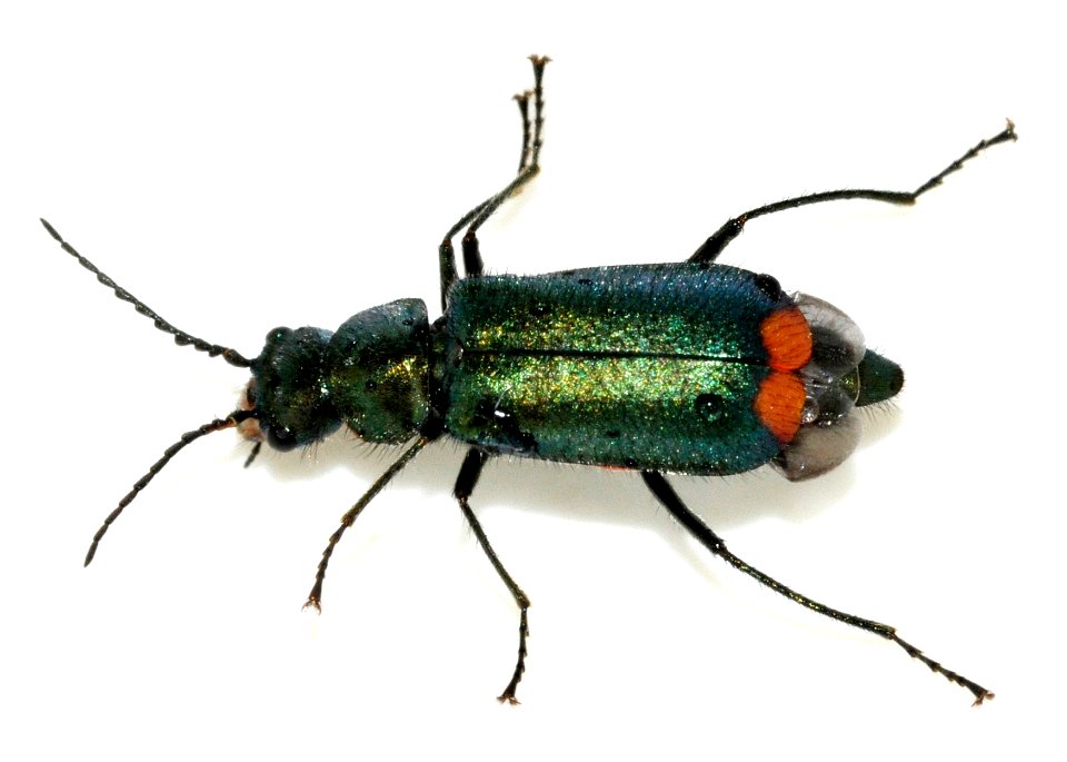 Malachius-bipustulatus-14-fws