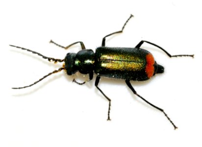 Malachius-bipustulatus-19-fws