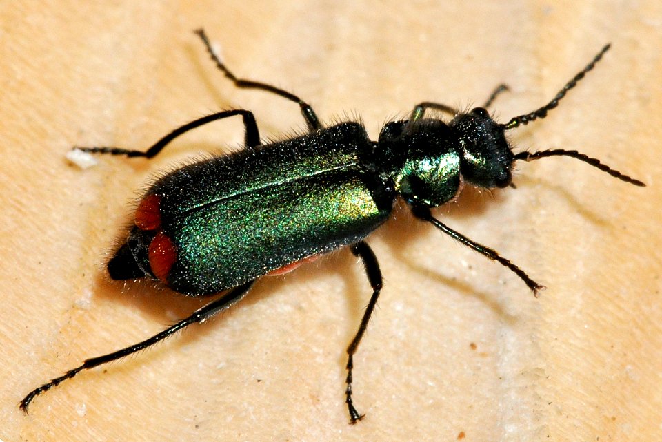 Malachius-bipustulatus-05-fws