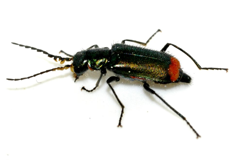 Malachius-bipustulatus-18-fws