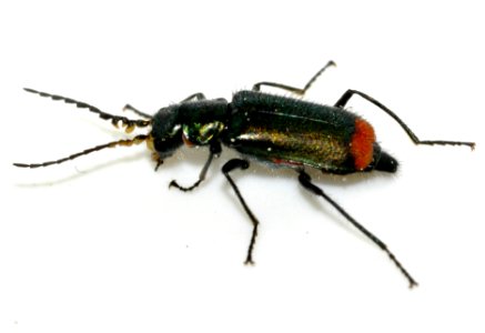 Malachius-bipustulatus-18-fws