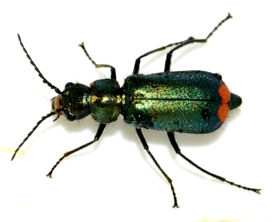 Malachius-bipustulatus-11-fws