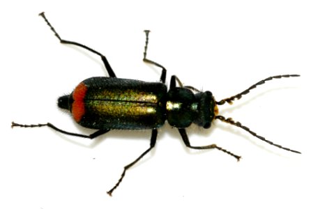 Malachius-bipustulatus-20-fws