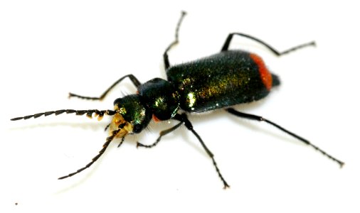 Malachius-bipustulatus-16-fws