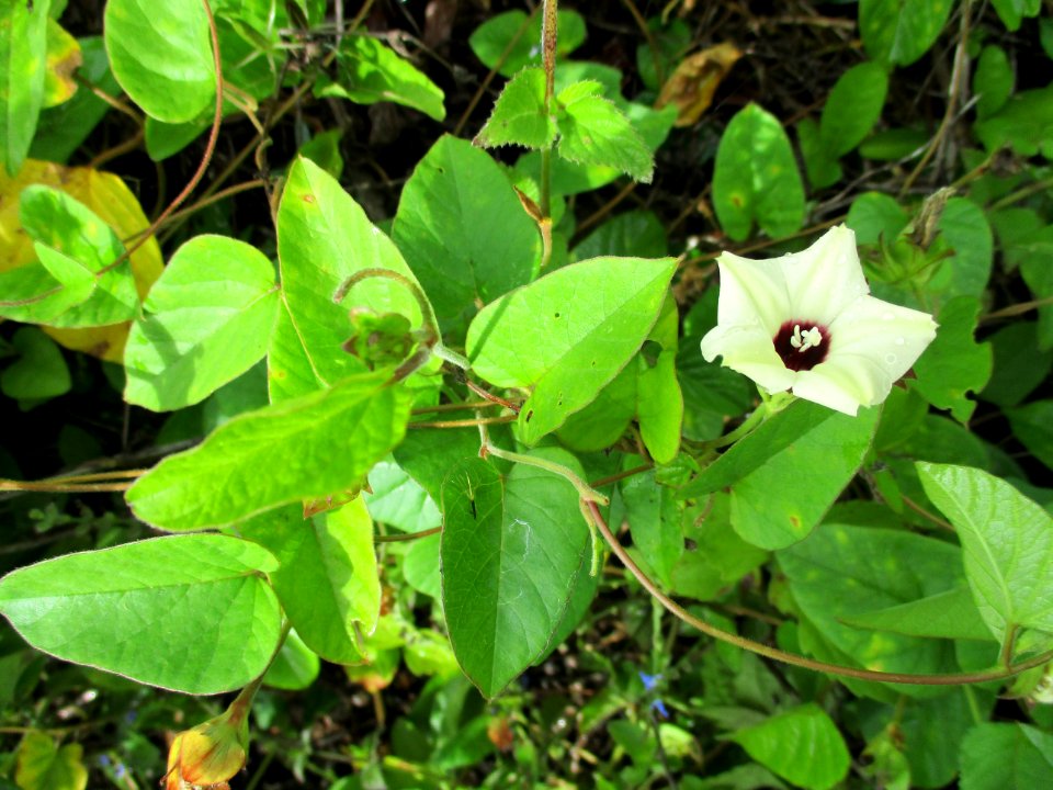 Malabar bindweed (Hewittia malabarica) leaves & flower
