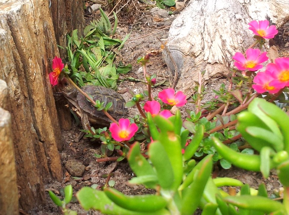 Male Homopus areolatus eating purslane 2