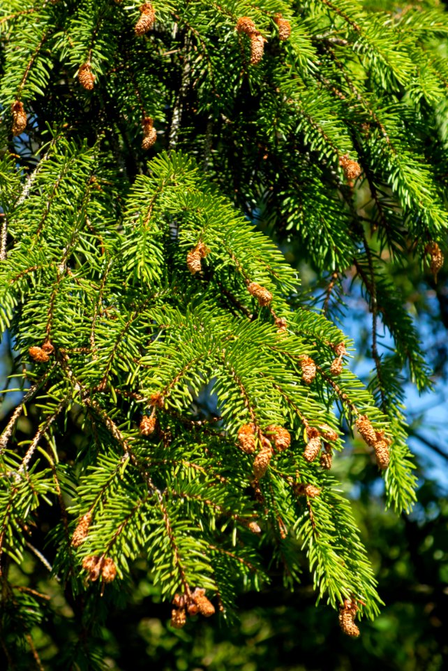 Male flowers on a Norway spruce 2