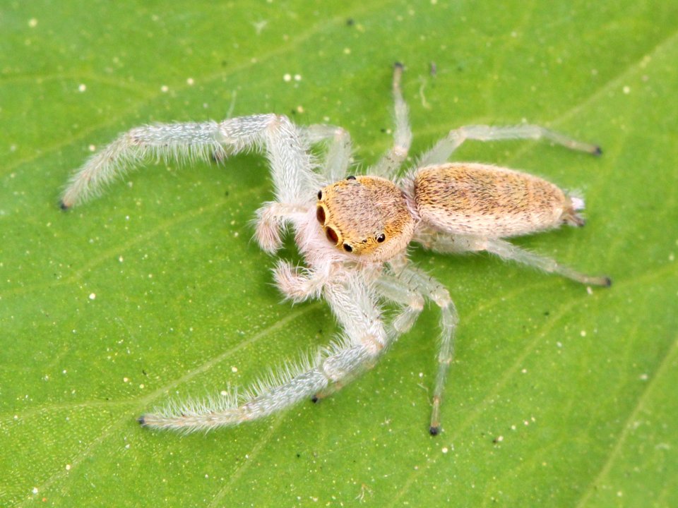 Male Hentzia mitrata 03