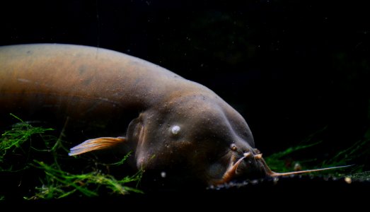 Malapterurus electricus Aquarium tropical du Palais de la Porte Dorée 10 04 2016
