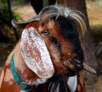 Male goat - Public Domain photo