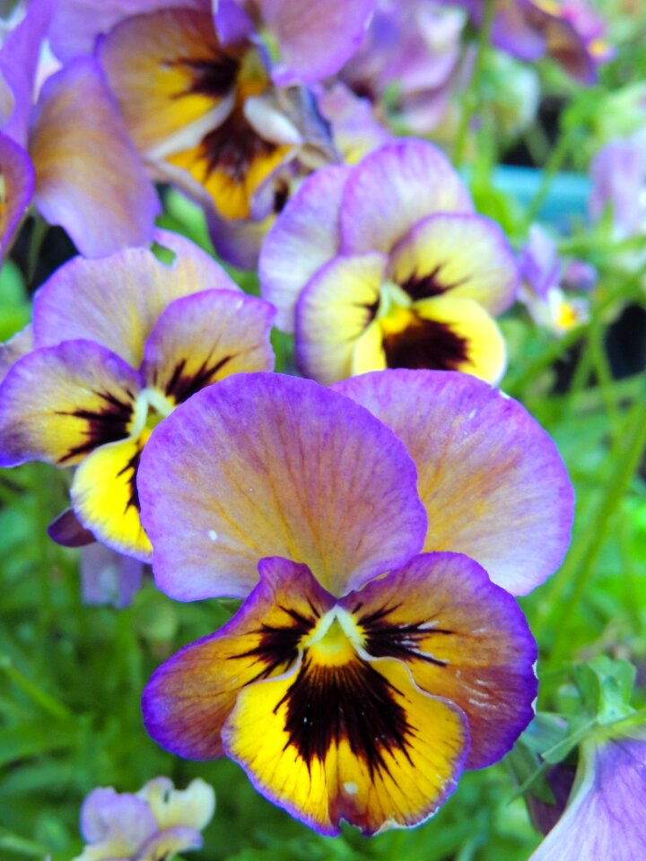 Yellow green garden