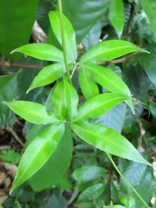 Malay climbing fern (Lygodium circinatum) Buton Island 1