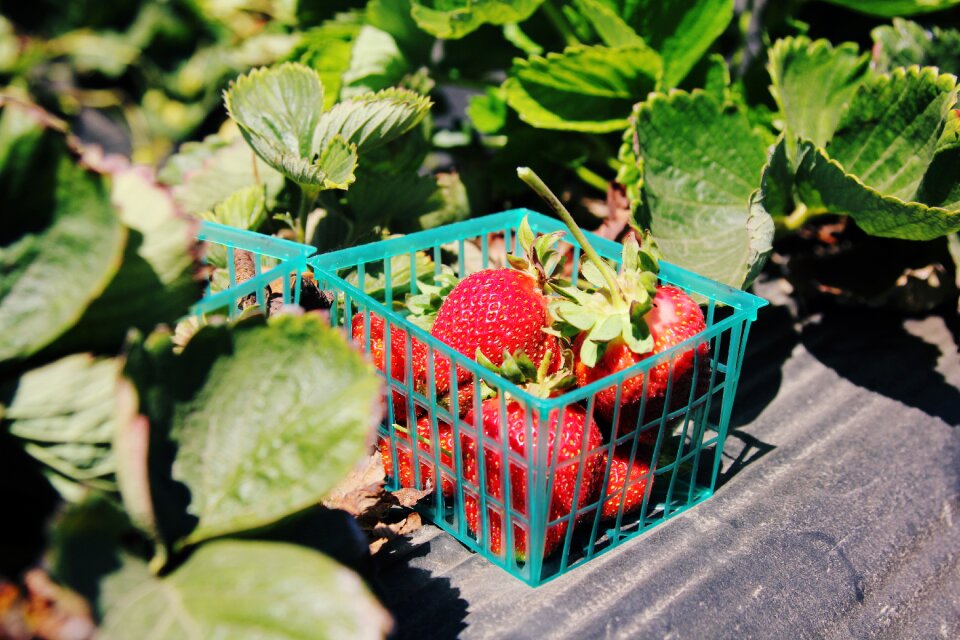 Leaves red strawberries