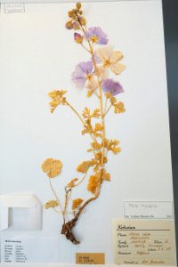 Malva moschata - Swedish Museum of Natural History - Stockholm, Sweden - DSC00712