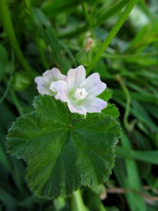 Malva neglecta, 2021-06-27, Beechview, 01