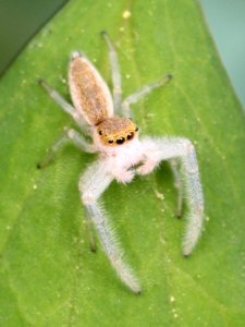 Male Hentzia mitrata 04