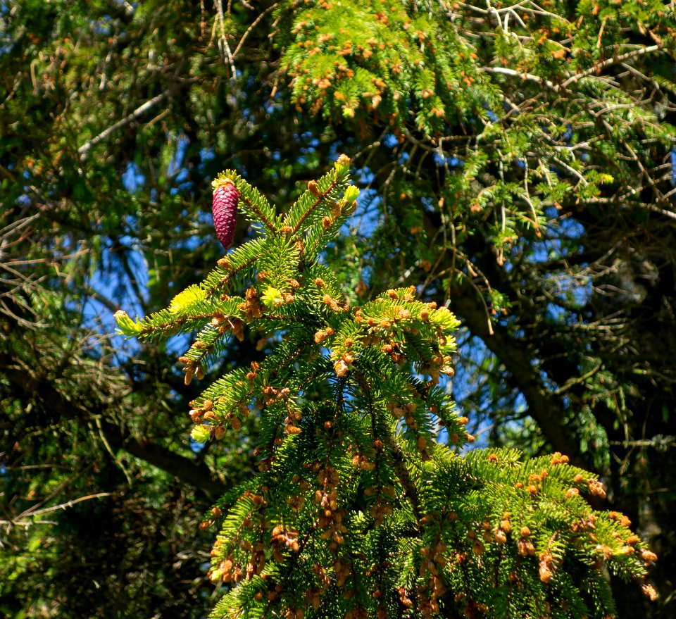 Male flowers and an immature cone on a Norway spruce