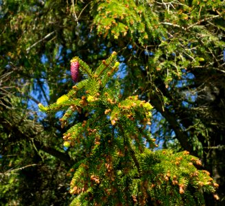 Male flowers and an immature cone on a Norway spruce