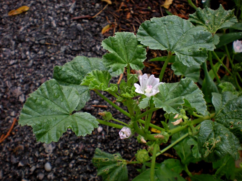 Malva neglecta 2010-06-22 Beechview 01