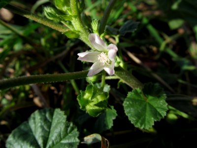 Malva neglecta, 2020-12-11, Beechview, 01