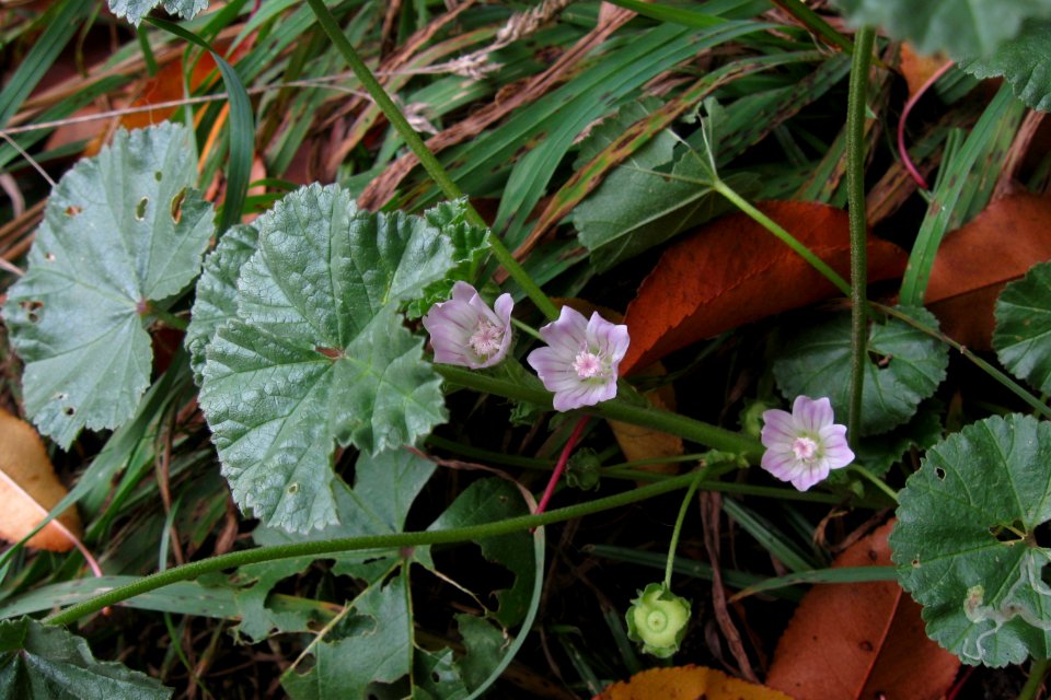 Malva neglecta, 2020-10-21, Beechview, 01