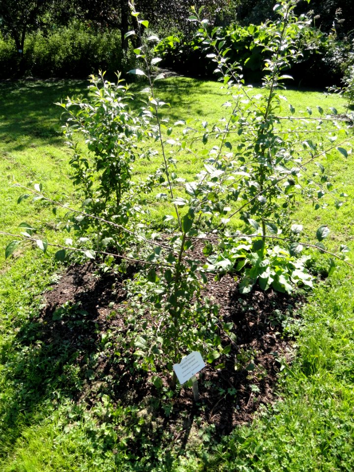 Malus sieversii - Botanical Garden in Kaisaniemi, Helsinki - DSC03581