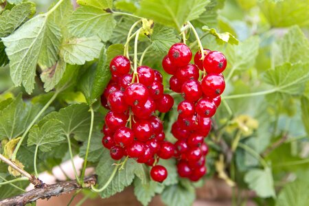 Garden fruit redcurrant