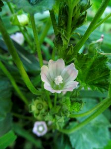 Malva neglecta, 2021-06-27, Beechview, 02