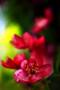 Malus Niedzwetzkyana (258699275)