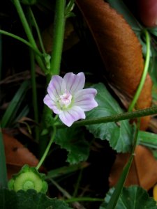 Malva neglecta, 2020-10-21, Beechview, 02