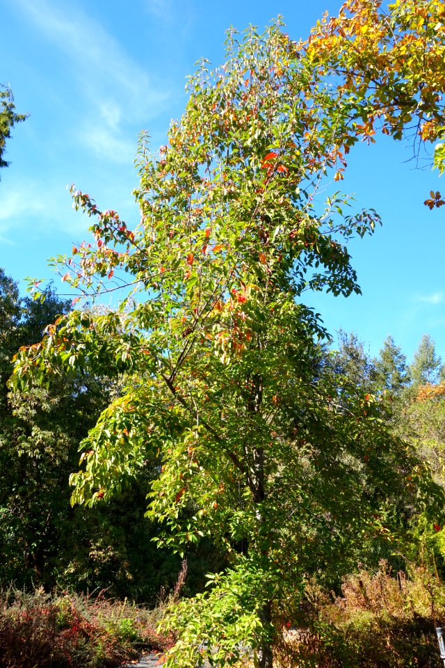 Malus doumeri - Quarryhill Botanical Garden - DSC03639