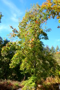 Malus doumeri - Quarryhill Botanical Garden - DSC03639